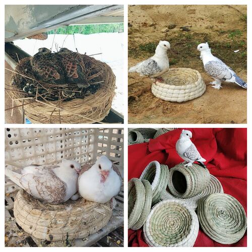 鸽子窝巢繁殖箱草编城堡形大号下蛋信鸽孵化用品鸟窝斑鸠元宝鸽鸡