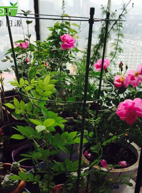 蔷薇月季爬藤架 藤本花支架 花卉植物支撑 园艺用品   铁环花支柱