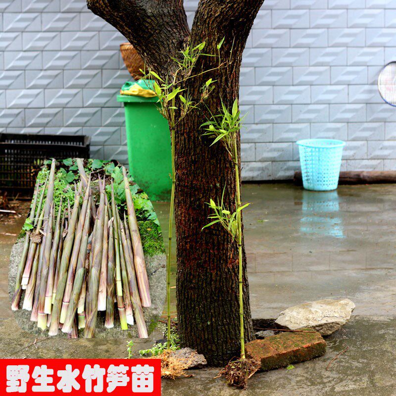 水竹子苗水笋竹苗庭院栽植可食用水笋竹子春笋竹子苗栽培造景竹子