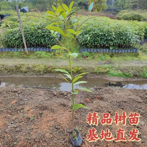 正宗金丝楠木树苗小叶桢楠大树楠木名贵树苗庭院绿化盆栽四季常青