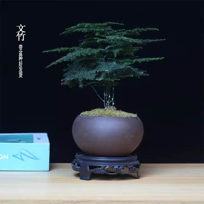文竹大盆栽植物室内客厅造型盆景好养绿植办公室创意花卉四季常青