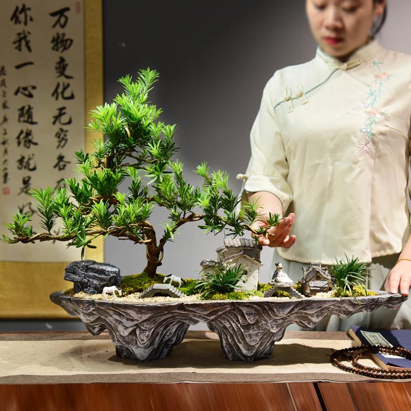 罗汉松盆栽办公室内盆景客厅桌面绿植乔迁新房盆栽大盆好养花卉