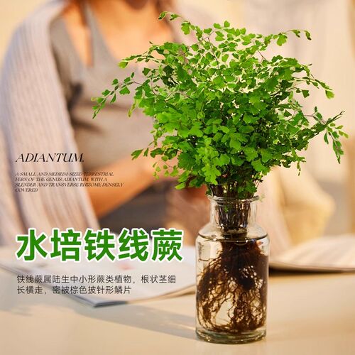 水培植物铁线蕨盆栽室内办公室桌面绿植水养清新空气四季好养绿色