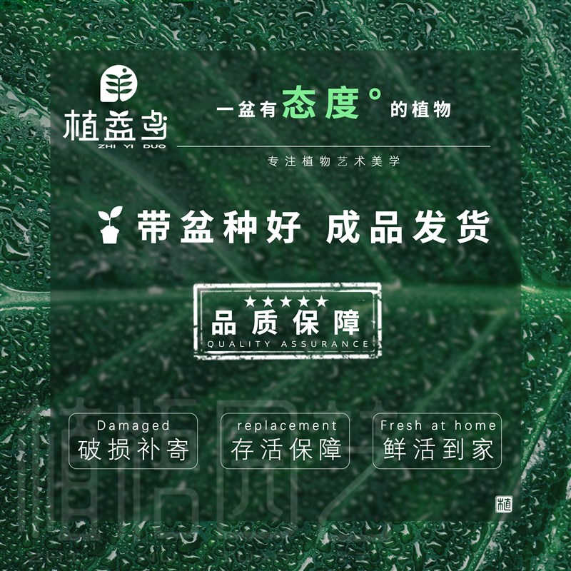 多头铁树盆栽植物室内四季常青树苗客厅阳台办公室桌面绿植盆景