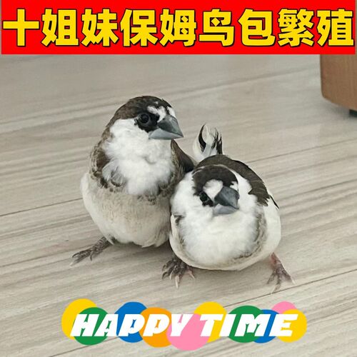十姐妹保姆鸟活宠物鸟黑白花鸟驼花最爱繁殖的鸟类 繁殖速度超快