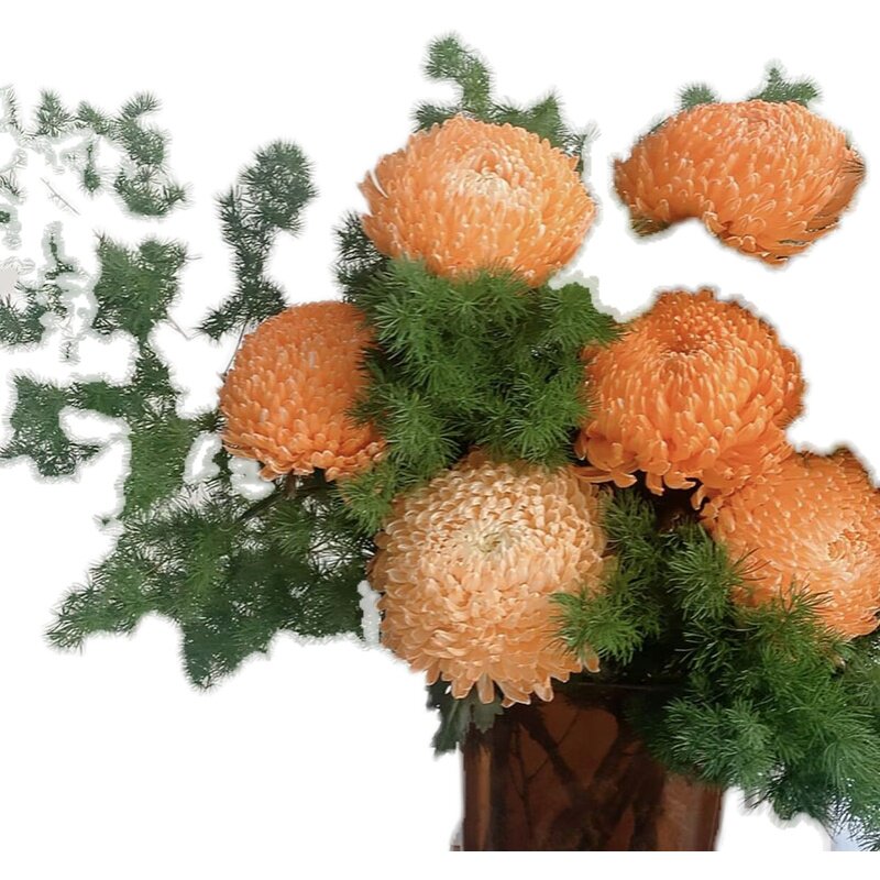 暖冬色橙色牡丹菊鲜花蓬莱松组合云南昆明直发花期长花头大节日
