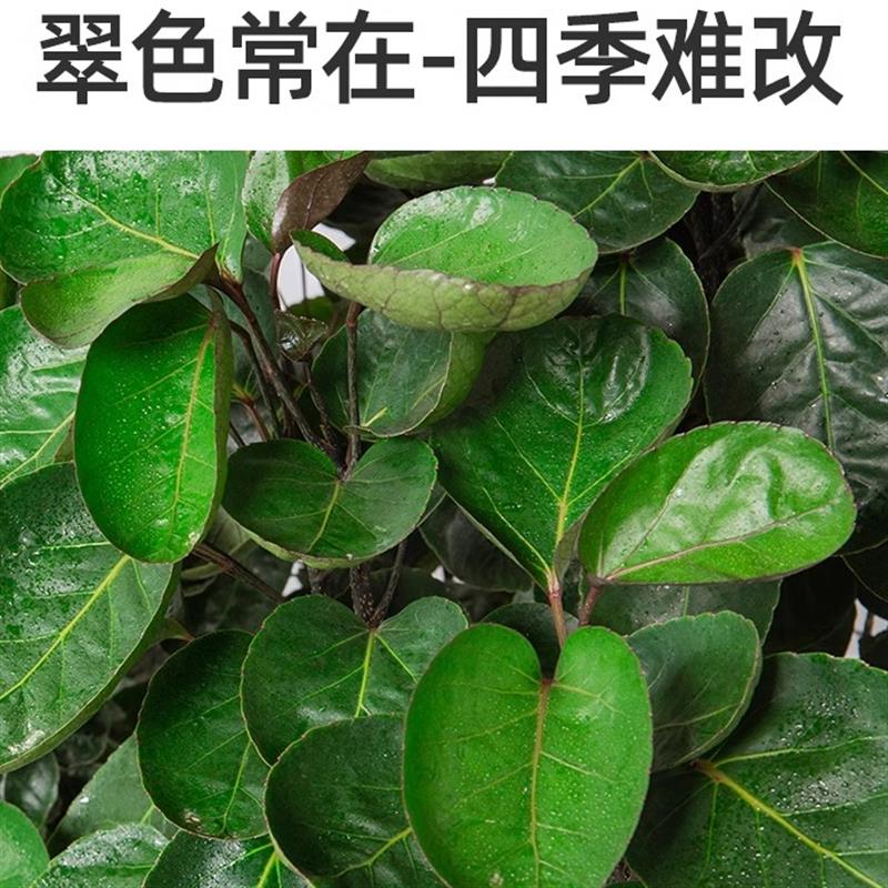 金钱兜大盆栽 圆叶钱多多盆景 客厅办公室中大型送礼植物室内绿植