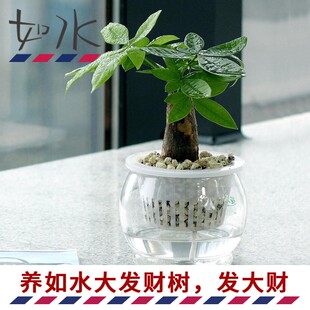 如水盆栽容易养九里香开花就是香办公桌办公室内客厅水培植物绿植