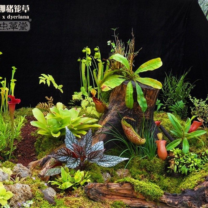 黛瑞安娜猪笼草小虫草堂食虫植物盆栽巨型扑捕苍蝇大型超大驱蚊