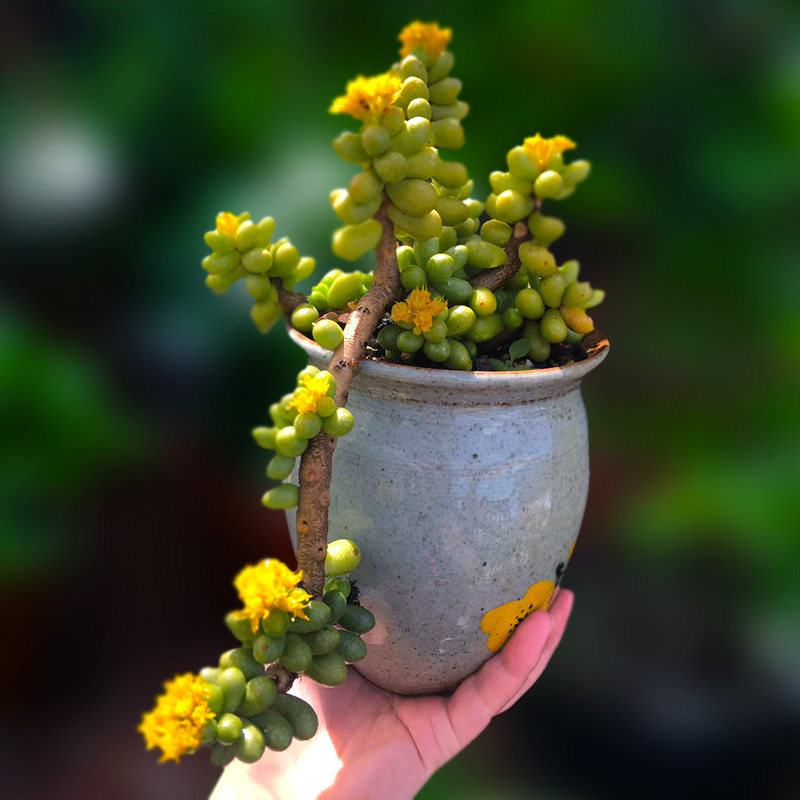绿龟之卵龟蛋多肉植物一物一拍群生多头绿植花卉向阳派园艺