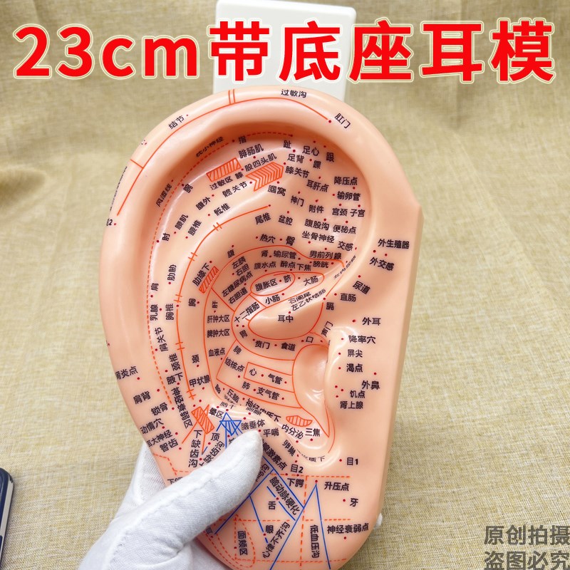 23cm大号超清多穴位耳模耳朵针灸模型耳穴中医模特图耳反射区底座 - 实物图