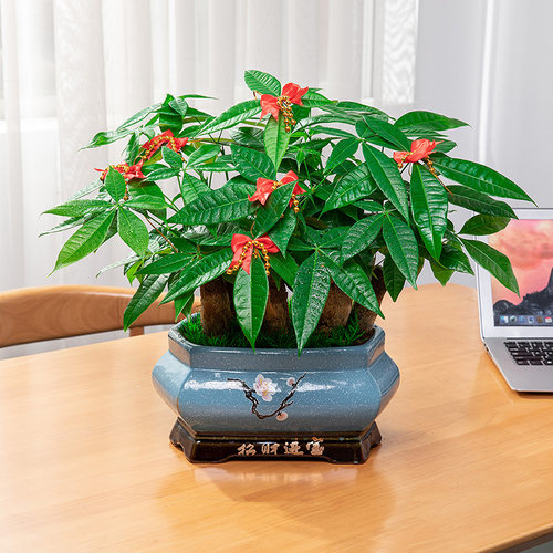 发财树盆栽客厅大棵盆景室内好养植物花前台乔迁送礼办公桌面绿植