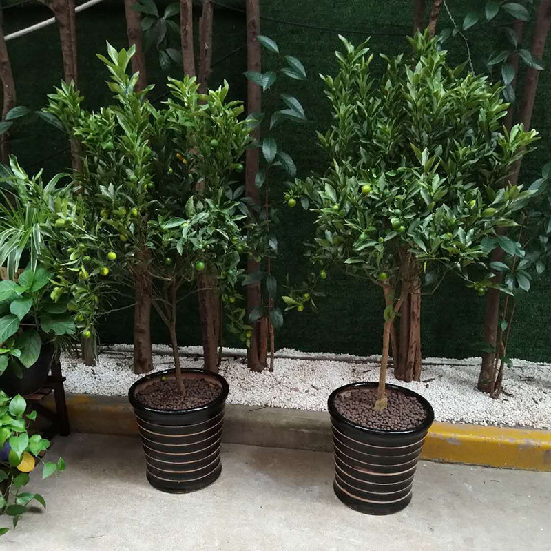 【可食用】金桔树盆栽金橘树喜庆年宵花卉内阳台庭院观果植物果树