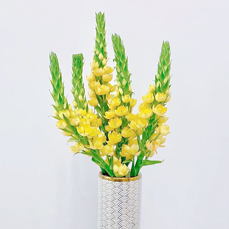 春天专属黄色圣心百合鲜花花期超长待机家居办公插花云南直发
