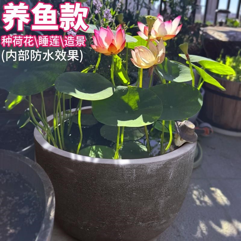 特大缸紫砂花盆黑色无釉金鱼缸荷花户外庭院景德镇碗莲睡莲盆酒店