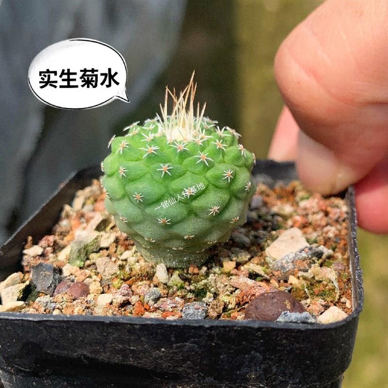 一铭园艺 菊水实生根缀化四大名球之一美观布置仙人掌科开花多肉