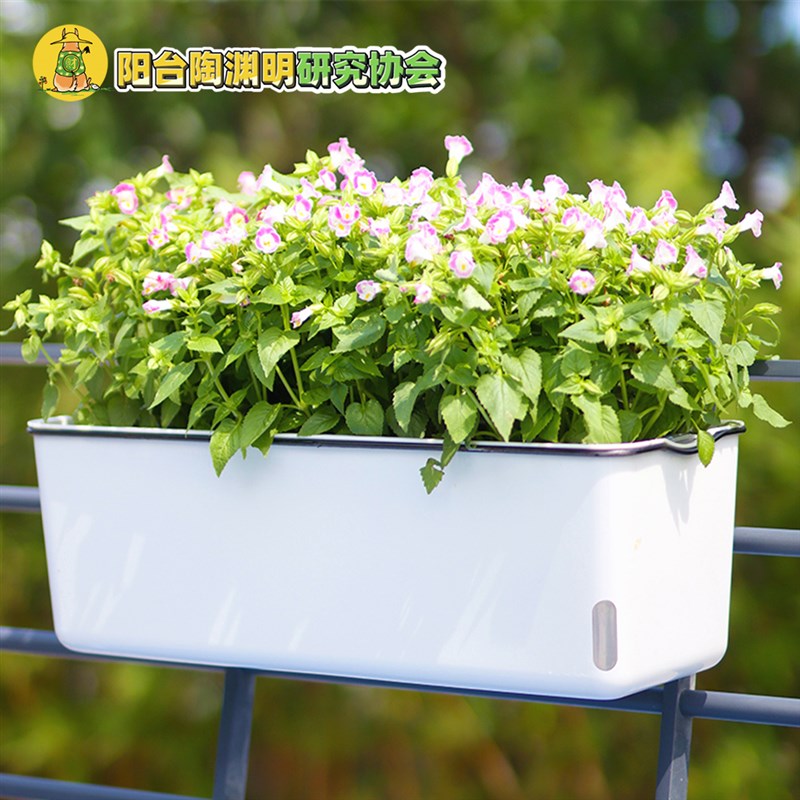 自吸水储水套盆花盆热植盆阳台种草莓番茄辣椒角堇酢浆草不漏水
