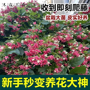 多彩重瓣使君子老桩爬藤植物花期长单瓣大苗带花苞盆栽耐寒热耐旱