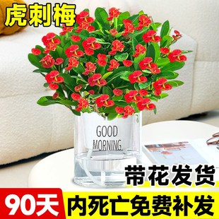 虎刺梅盆栽铁海棠绿植室内植物花卉适合客厅摆放不怕晒不怕冻的花