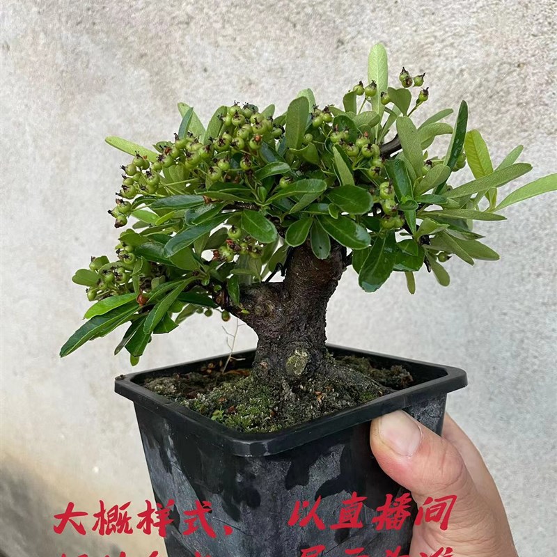 火棘盆景,韩国火棘,白花红果,赏叶赏果,开花结果盆景