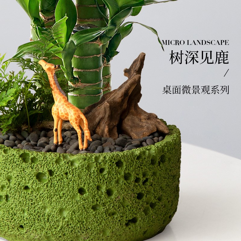罗汉松盆栽客厅室内微景观四季常青植物办公桌面好养绿植花卉盆景