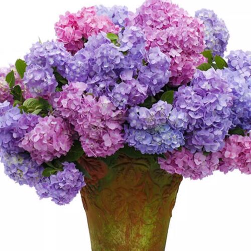 精品大花无尽夏绣球苗阳台别墅庭院花园植物圆锥棒棒糖欧洲木绣球
