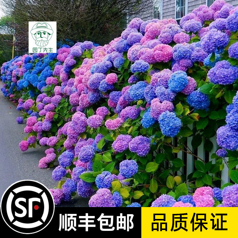 特大无尽夏绣球花苗高杆苗阳台别墅庭院地栽盆栽植物耐寒四季老桩