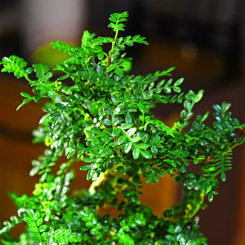 清香胡椒木盆栽绿植室内盆景植物办公室客厅桌面中式植物摆件好养