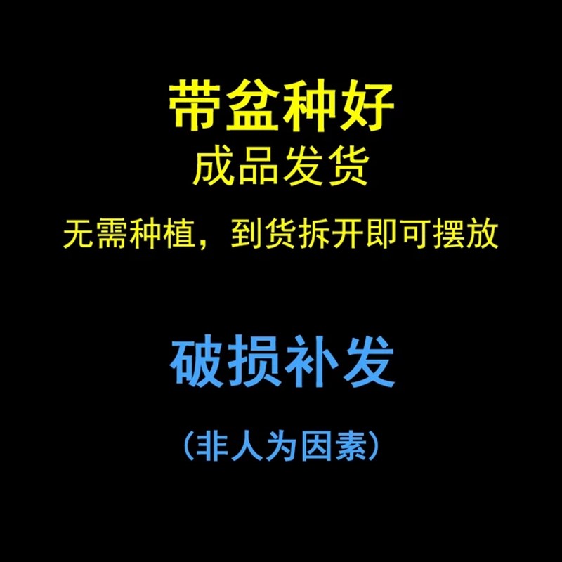 黑骨茶盆栽小叶紫檀盆景植物办公室桌面室内绿植好养古风植物摆件