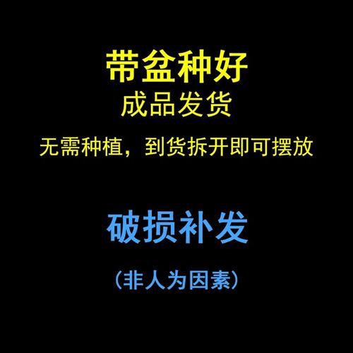 黑骨茶盆栽小叶紫檀盆景植物办公室桌面室内绿植好养古风植物摆件