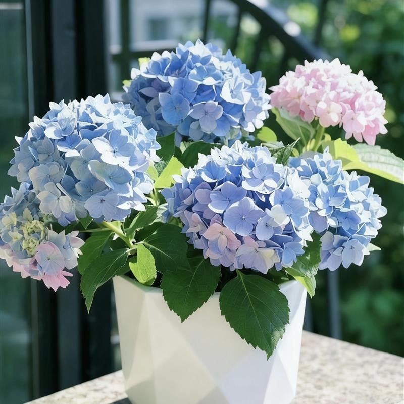 绣球花苗四季开花盆栽无尽夏小苗庭院办公室内花卉绿植物好养易活