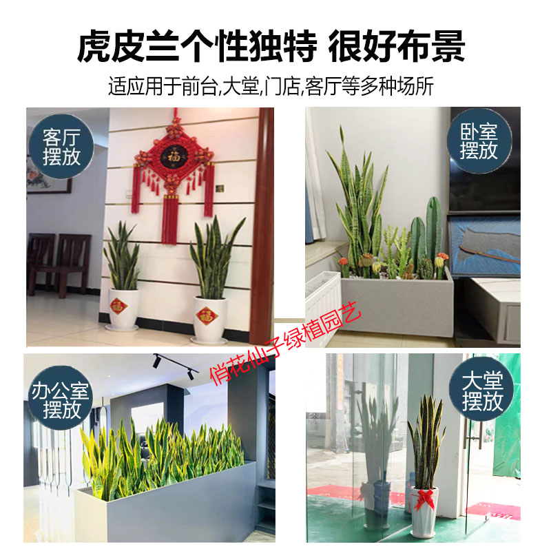 金边虎皮兰绿植室内客厅办公室净化空气吸甲醛好养盆栽虎尾兰植物