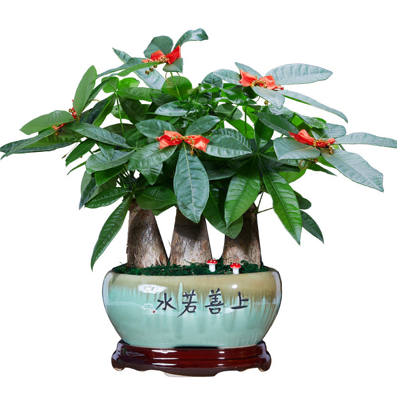 发财树盆栽树桩招财室内大型绿植办公桌前台大号金钱树四季常青