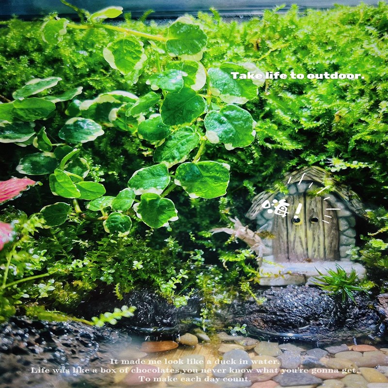 创意苔藓微景观养蟹蛙爬宠生态瓶闷养室内桌面绿植生态玻璃瓶子