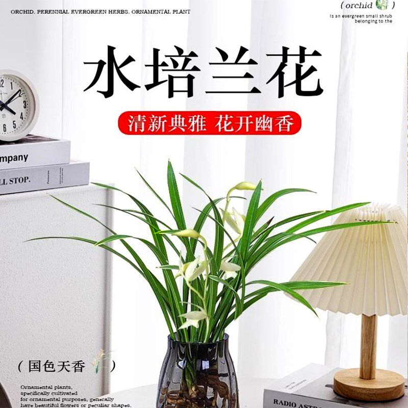 水培植物兰花盆栽建兰室内好养耐寒浓香型兰草名贵花卉夏带花托苞