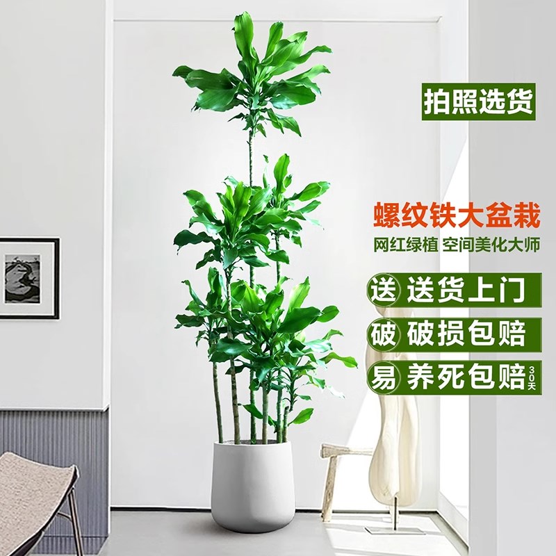 螺纹铁植物盆栽室内大型绿植大花盆客厅落地好养真树乔迁四季常青