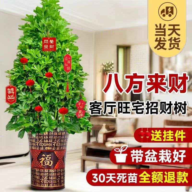 鸭脚木盆栽客厅绿植八方来财鸭掌木花卉室内大型七叶莲植物发财树