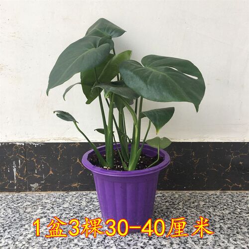 龟背竹大盆栽绿植物大叶水培客厅型包邮吸甲醛卧室花卉净化空气