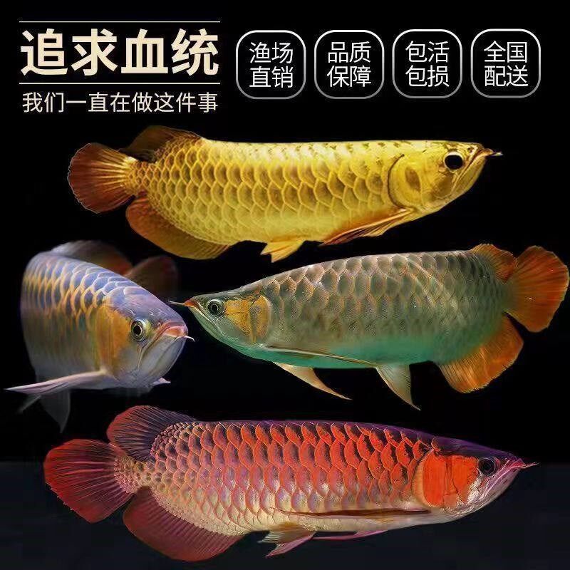 纯血印尼红龙活体鱼大湖辣椒龙鱼苗幼苗热带观赏鱼招财金龙鱼活鱼