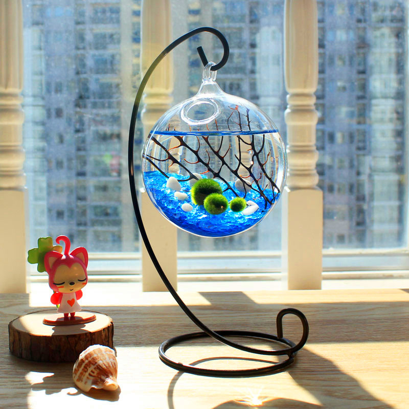 marimo海藻球室内苔藓玻璃微景观生态瓶水培植物创意迷你绿植盆栽