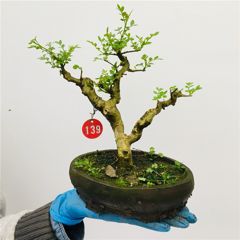 张氏微景园对节白腊树桩熟桩小型盆景阳台办公桌造型植物
