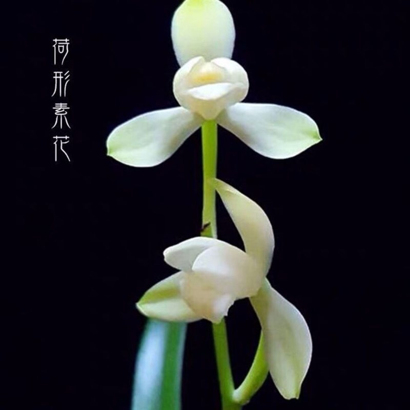 名贵建兰大唐宫粉洁白如玉花瓣带花苞浓香型室内绿植兰花盆栽花卉