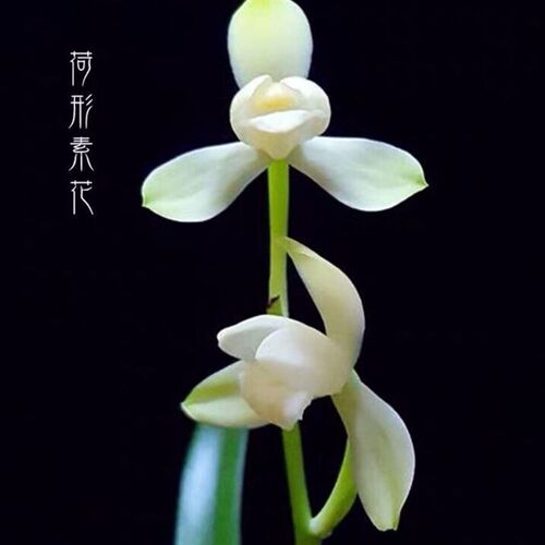 名贵建兰大唐宫粉洁白如玉花瓣带花苞浓香型室内绿植兰花盆栽花卉