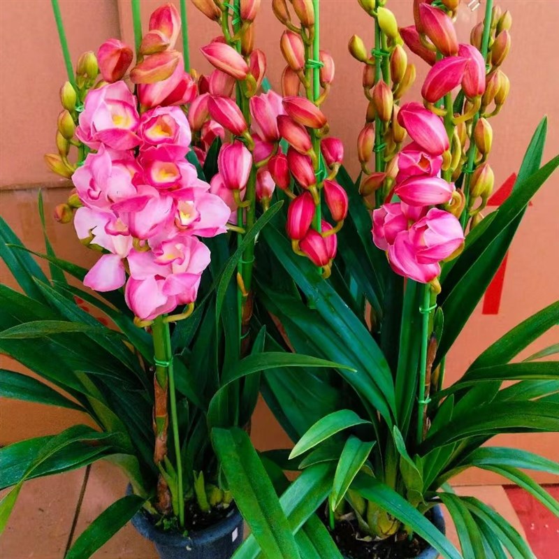 大花蕙兰盆栽带花苞兰花墨兰香兰苗盆景室内阳台观花鲜花植物花卉