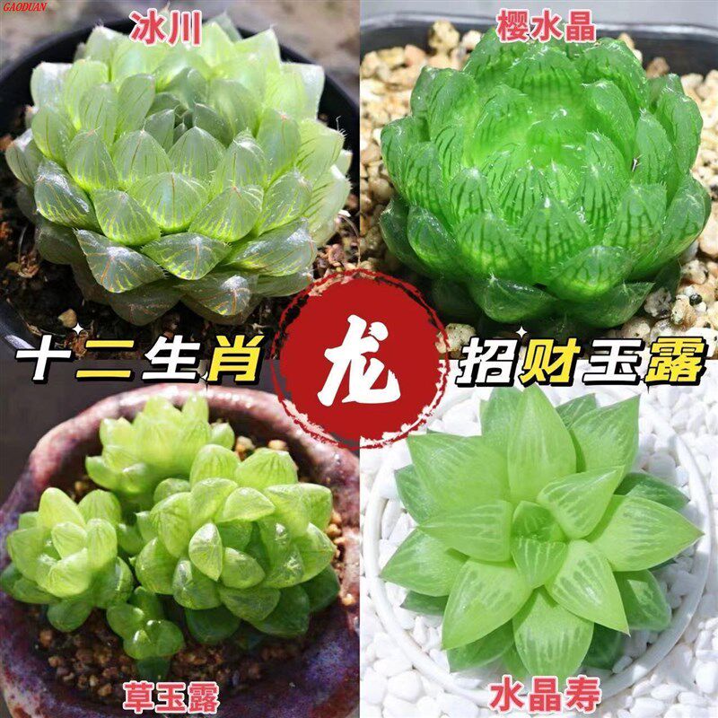 玉露多肉植物十二卷玉露组合姬玉露冰灯草玉露樱水晶办公室内盆栽