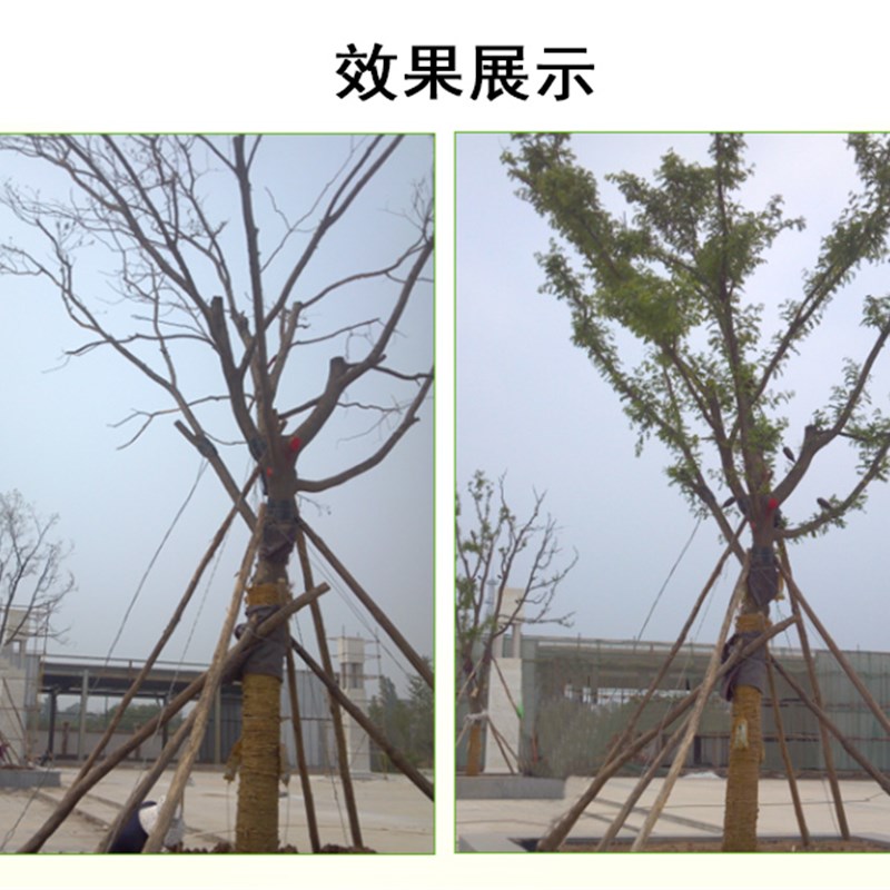 3桶送电钻】国光施它活生根剂 植物营养液吊针袋通用大树成长液
