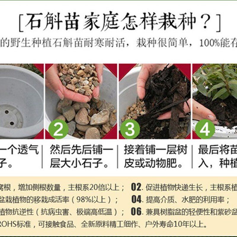 正宗霍山铁皮石斛苗3年室内绿植小盆栽兰花苗石斛鲜条枫斗苗盆景