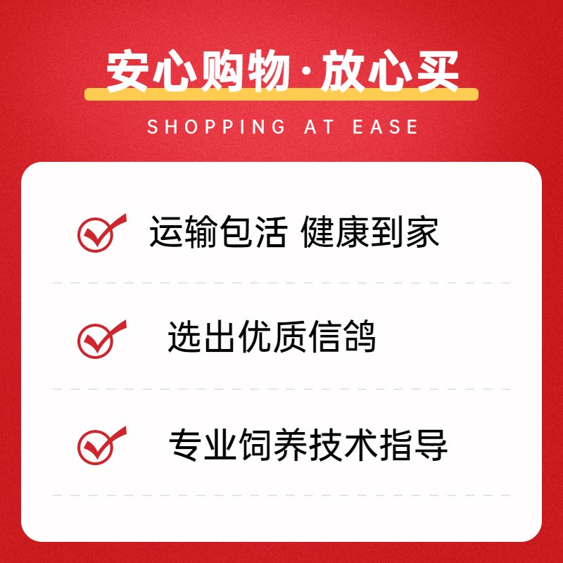 麒麟花鸽子活一对成绩鸽信鸽赛鸽鸽子原配种鸽小鸽活体幼鸽血统鸽