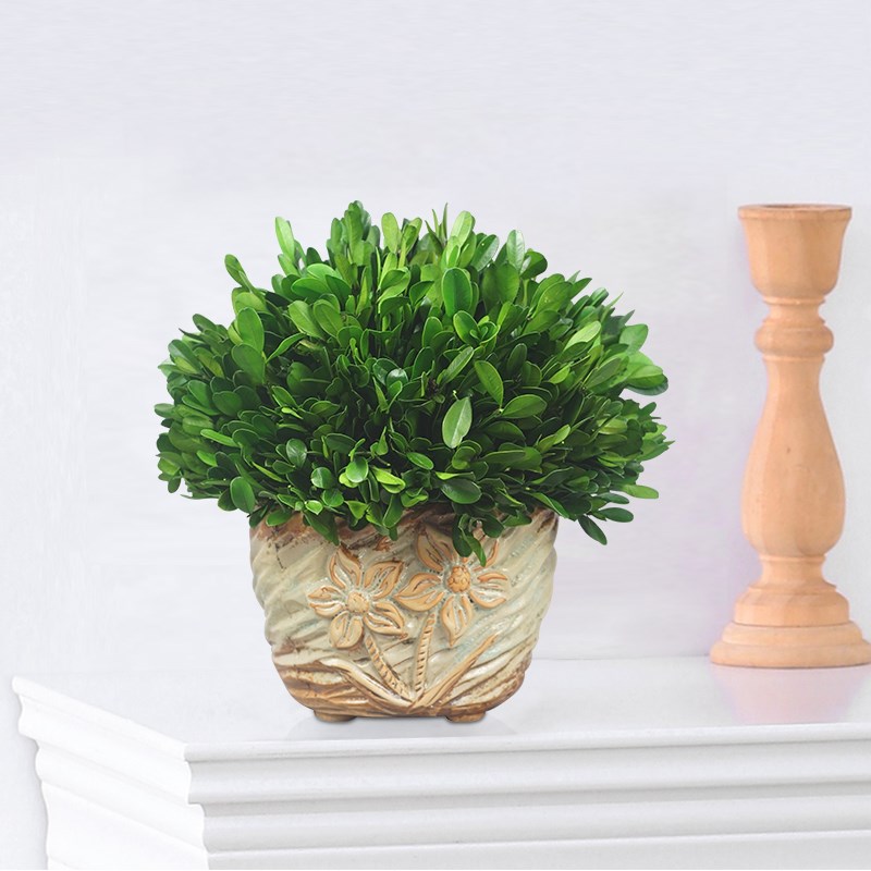 文艺雕花盆栽室内植物花卉客厅装饰绿植桌面摆件精品永生黄杨常绿