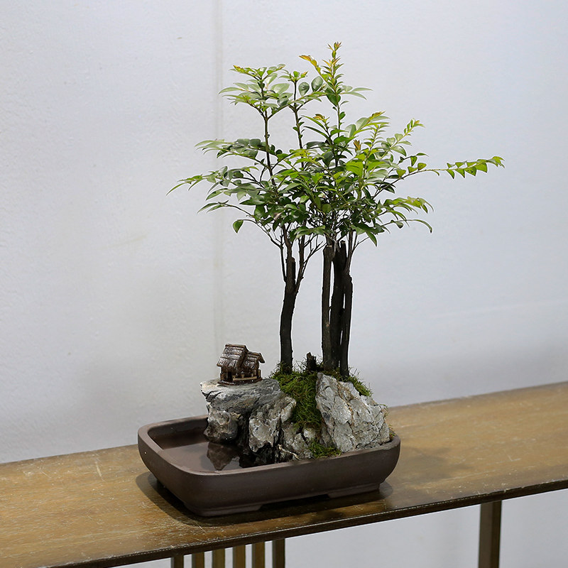 小叶紫檀黑古茶山水假山盆景植物室内摆件办公室桌面绿植盆栽好养